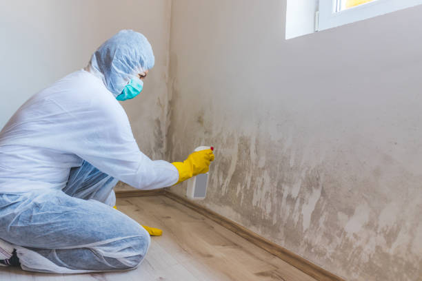 Licensed Basement Mold Remediation service in Fort Lee, NJ - Car Mold Remediation