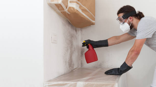 Professional Basement Mold Remediation technician working in Fort Lee, NJ