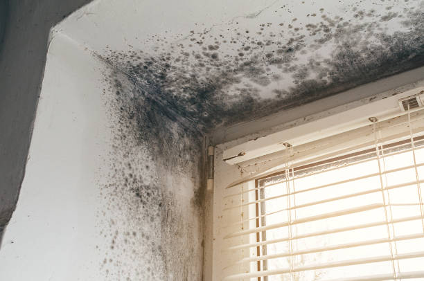 Affordable Basement Mold Remediation solutions in Fort Lee, NJ