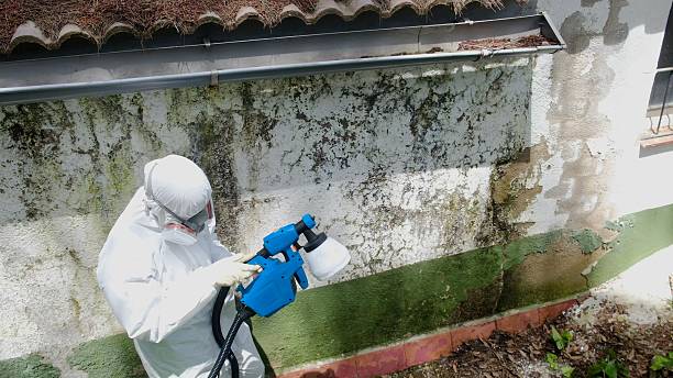 Top rated local Basement Mold Remediation specialists in Fort Lee, NJ